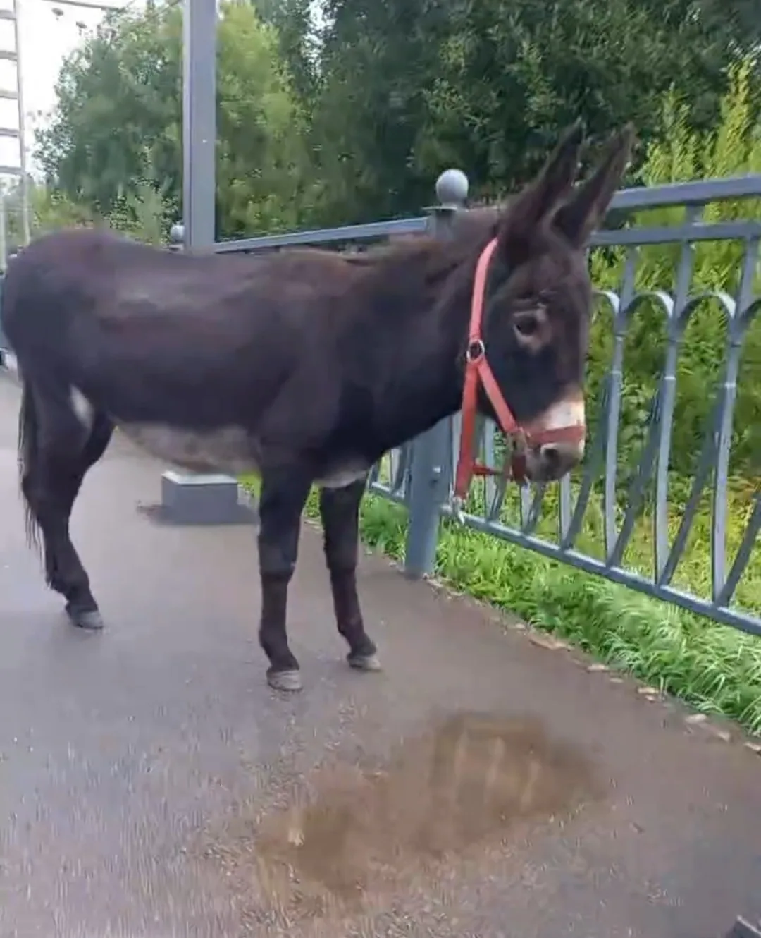 Ослик на самовыгуле вновь замечен в нашем районе. На этот раз у железнодорожного вокзала Парголово. 