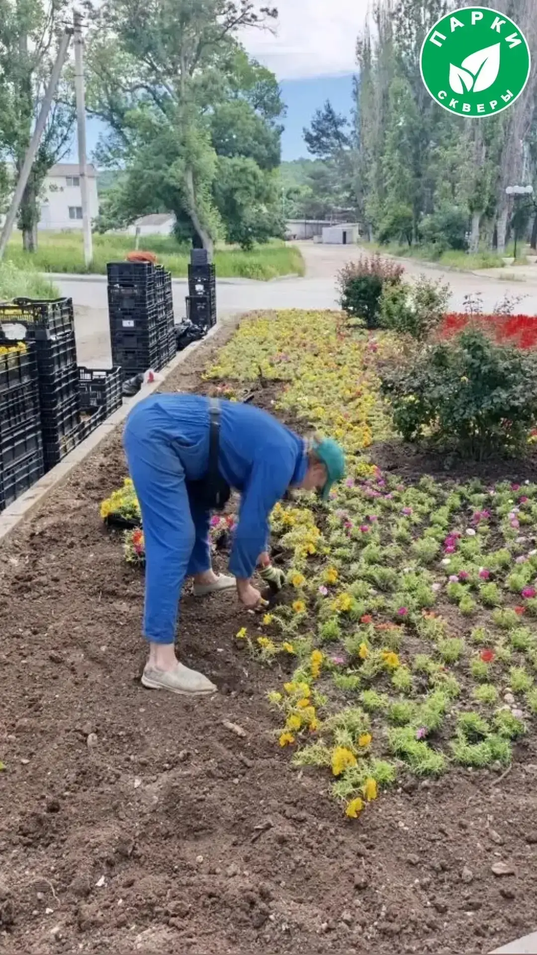 🌺В рамках сезонного благоустройства города специалисты по озеленению обновили цветочные композиции 