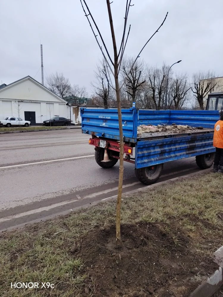 🌿 Продолжаем озеленение городских улиц