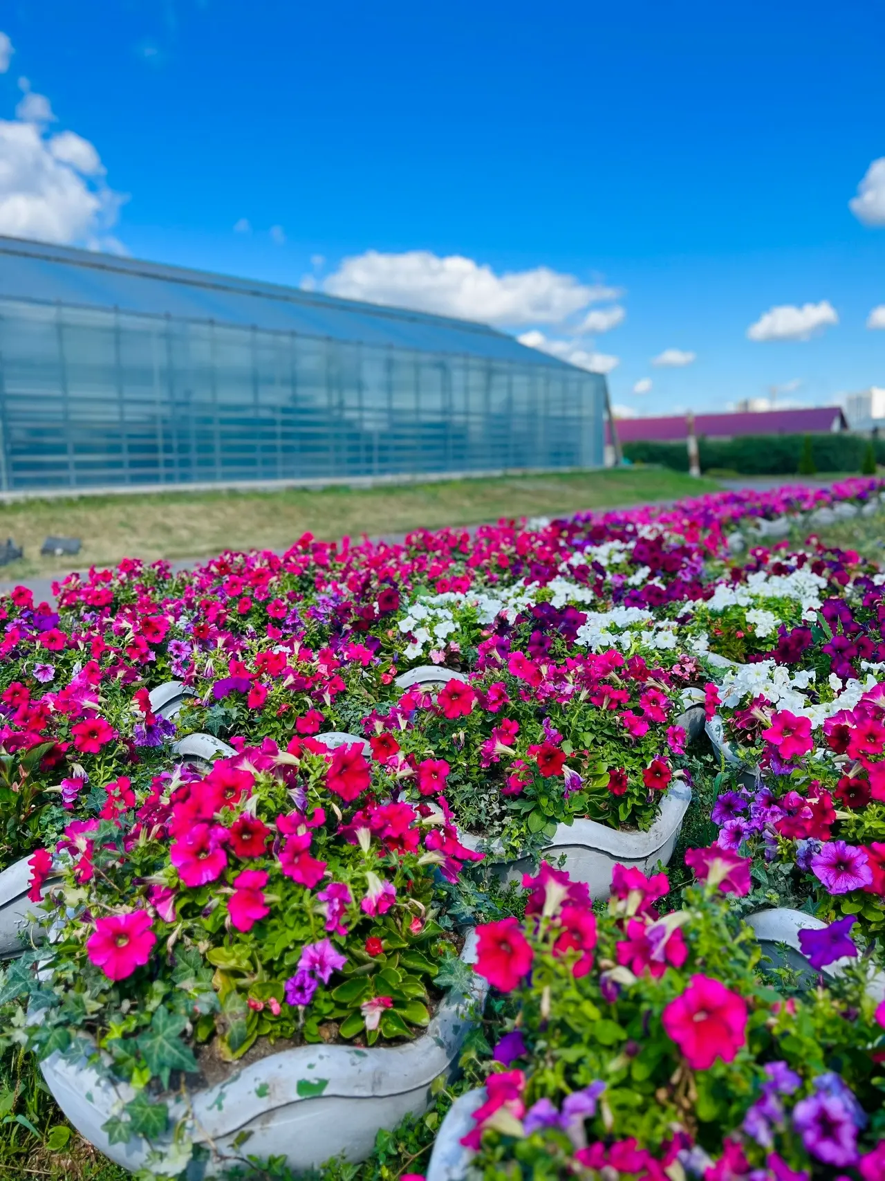 Город продолжает цвести даже с приближением осени 🌺