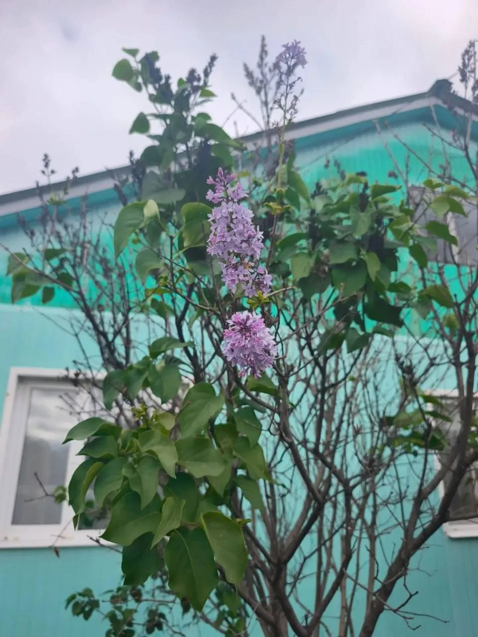 Осень забыла, что она осень — в Кургане снова зацвела сирень.