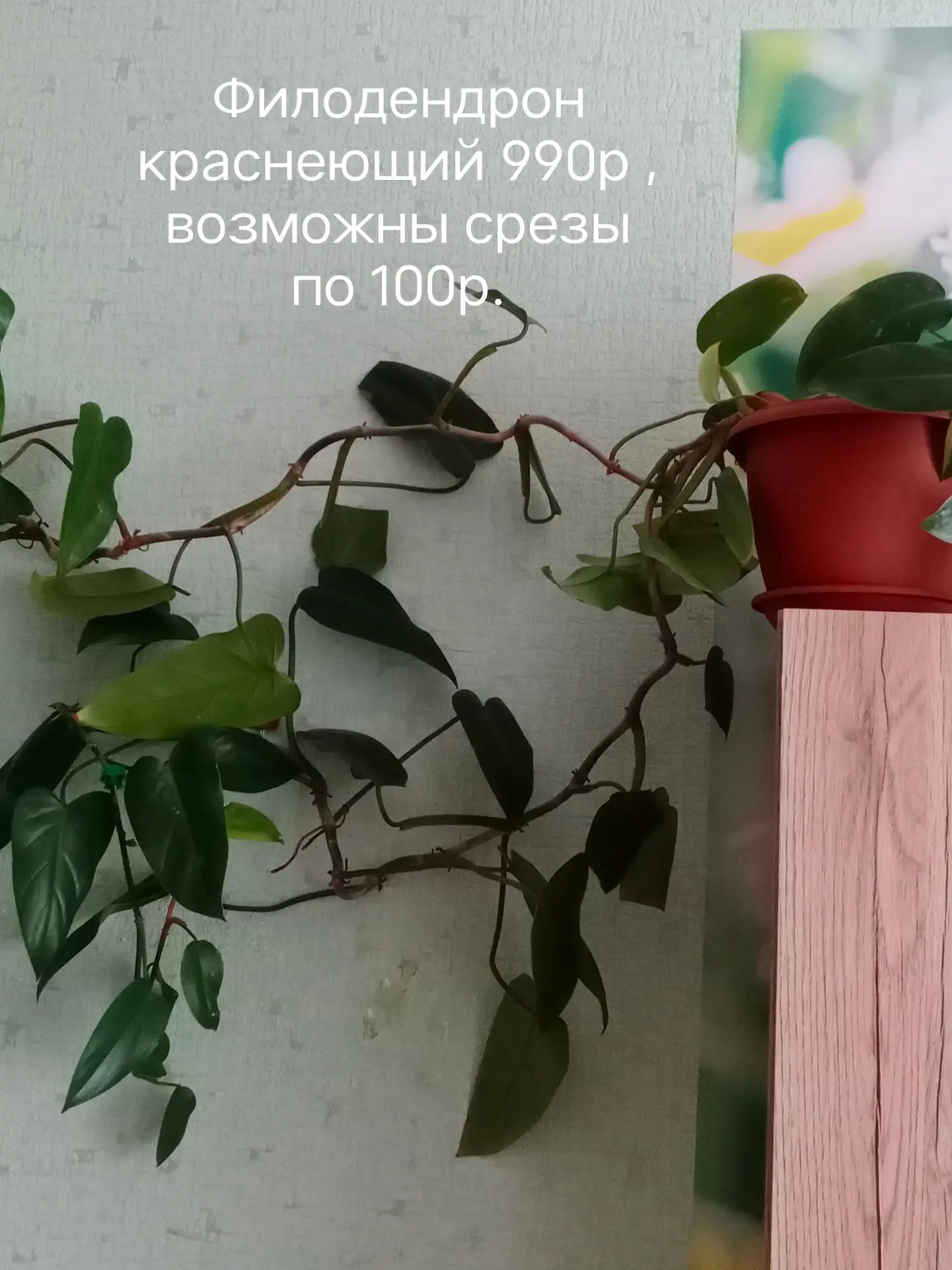 Продаются взрослые растения. Забирать на Завертяева.
Или возможно у Флагмана.
В ЛС подробно.
8991507