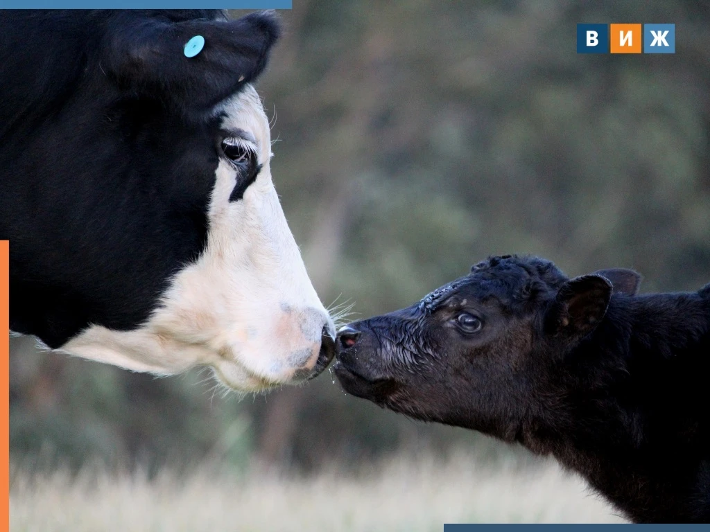 🐮Нужна ли корове защита?