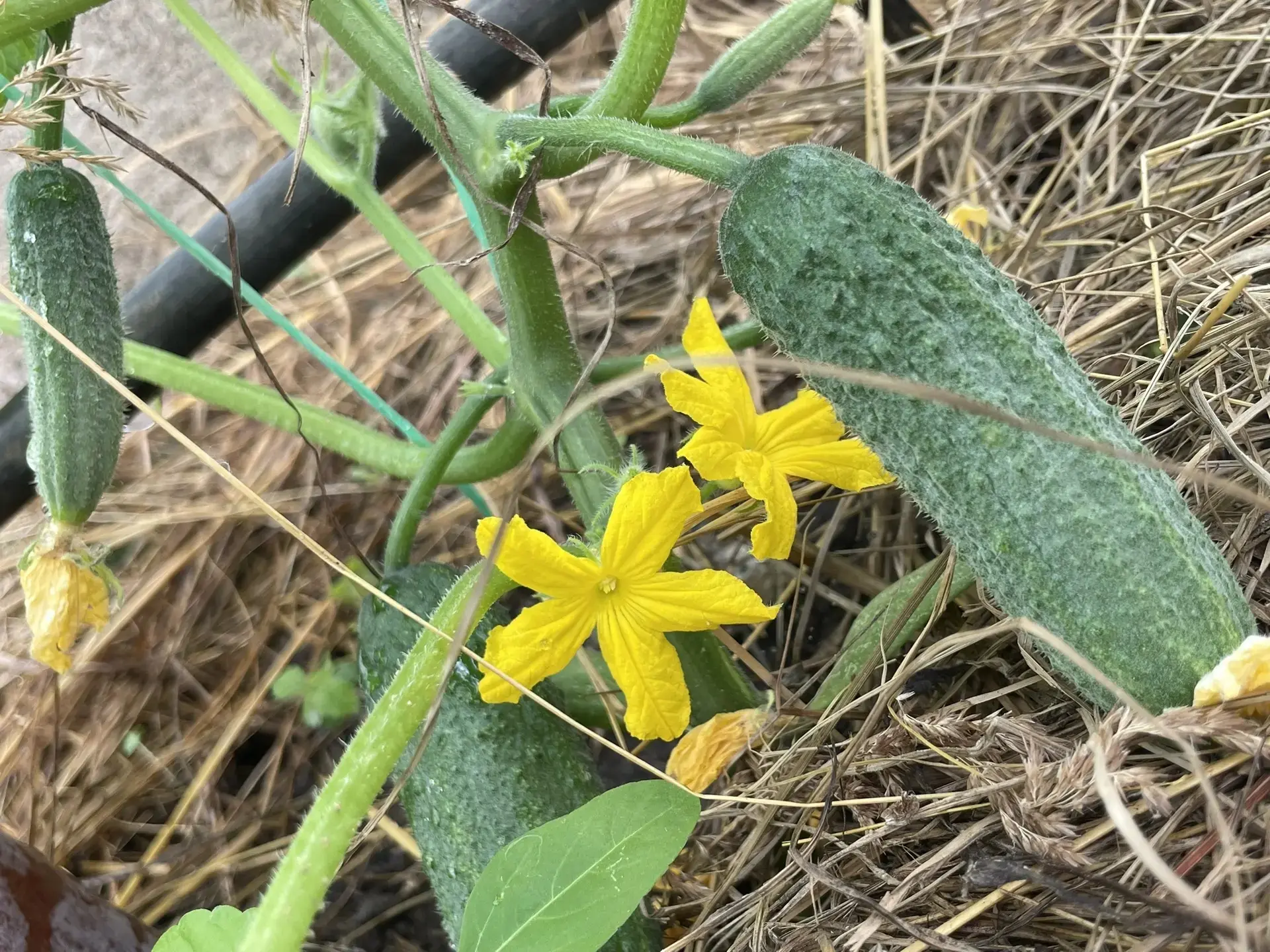 🌱 Новости Агрошколы!

В наших теплицах и на грядках настоящий урожайный бум: спеют сочные огурцы, н