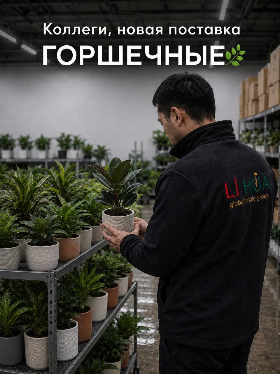 Коллеги, новая поставка КОМНАТКИ 🌸