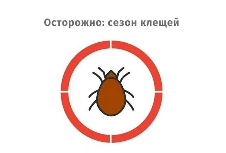 Клещи: угроза для людей и домашних животных — меры профилактики