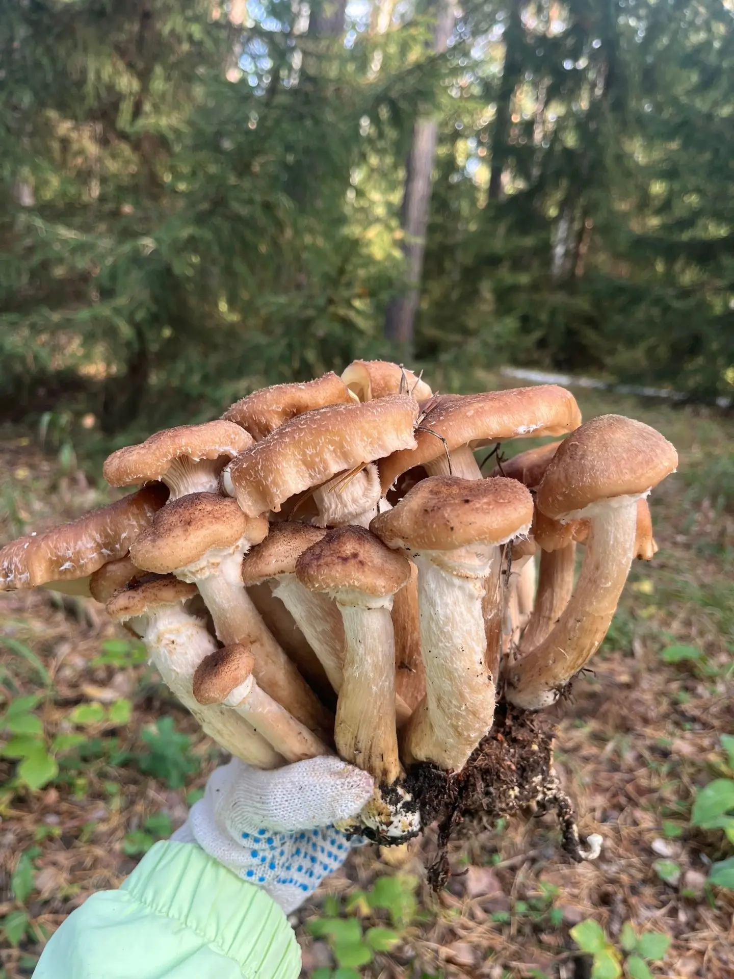 🍄‍🟫 Омские грибники делятся своим уловом