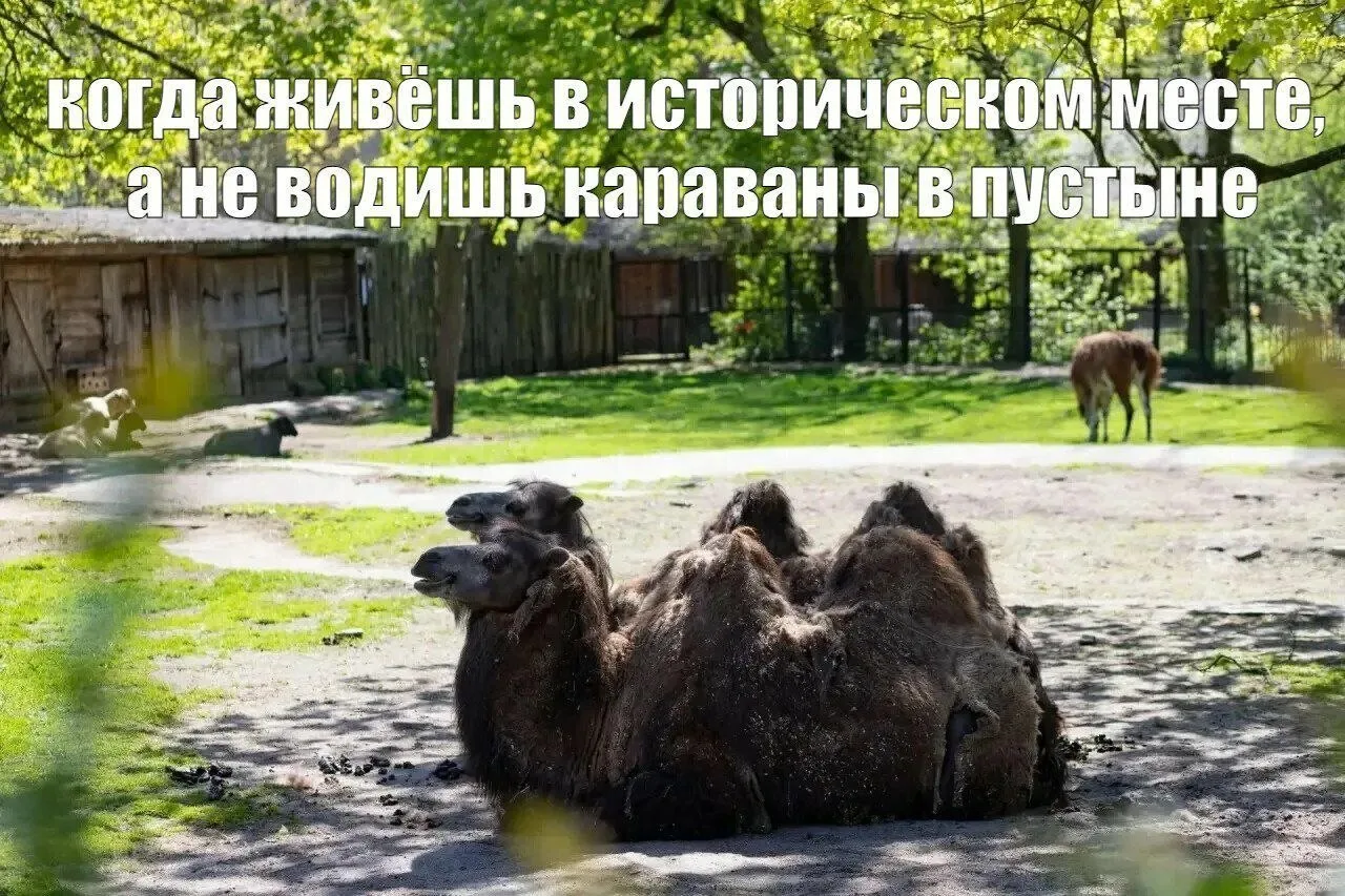 Ну и раз уж сегодня День нашего зоопарка, закончим весёлым постом с мемами о его обитателях, от реда