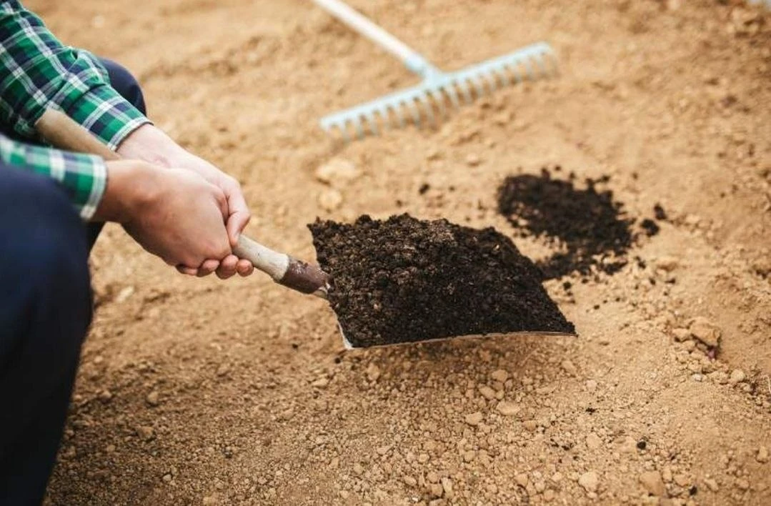 Как улучшить песчаную почву и сделать её плодороднее 🌱