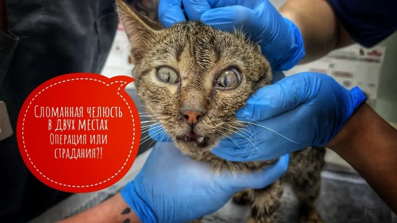 💔 Испуганный взгляд и сломанная челюсть в двух местах! 🆘  В приют «Омские хвостики» поступил котик, 