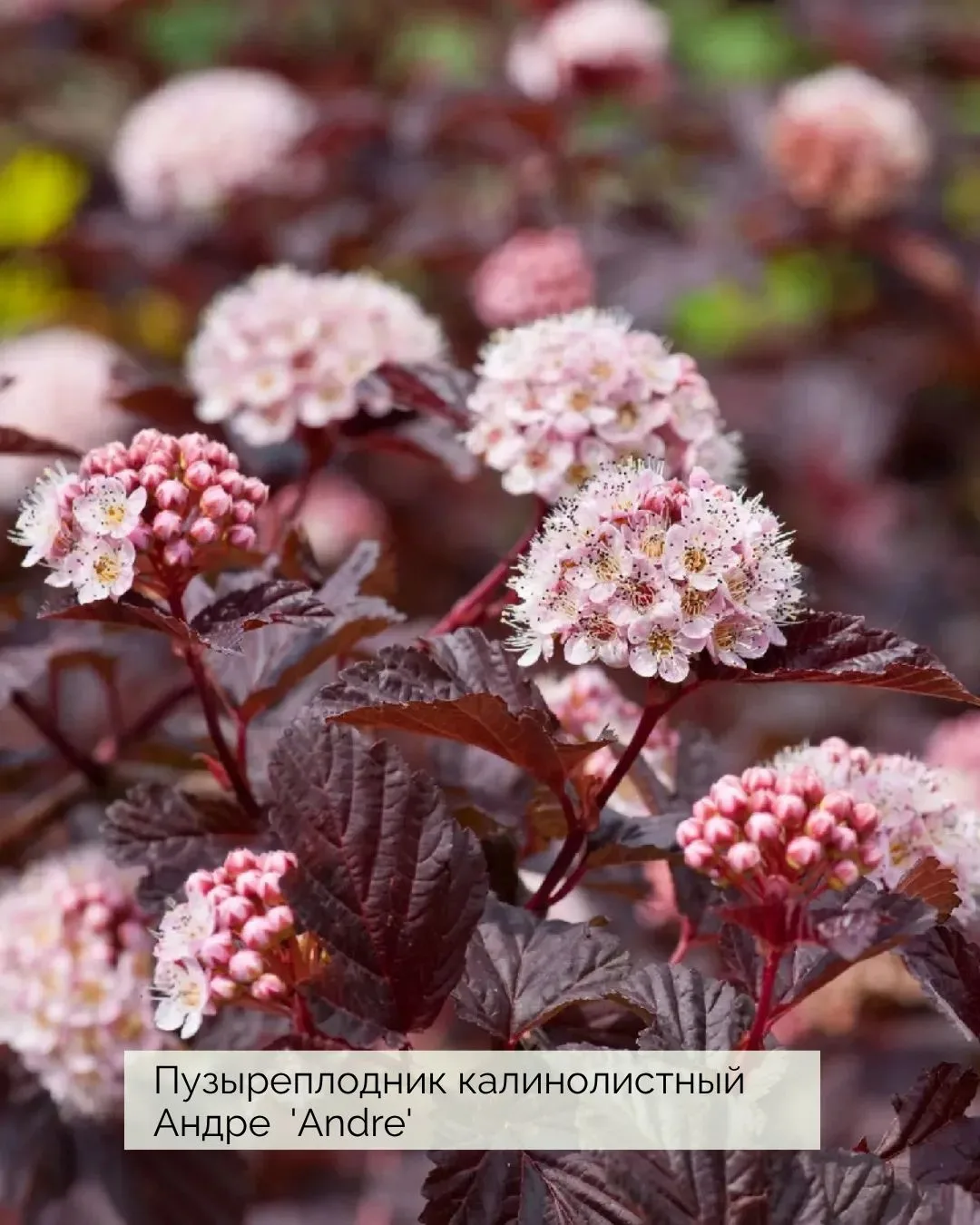 10 высокорослых пузыреплодников для стен между садовыми комнатами.