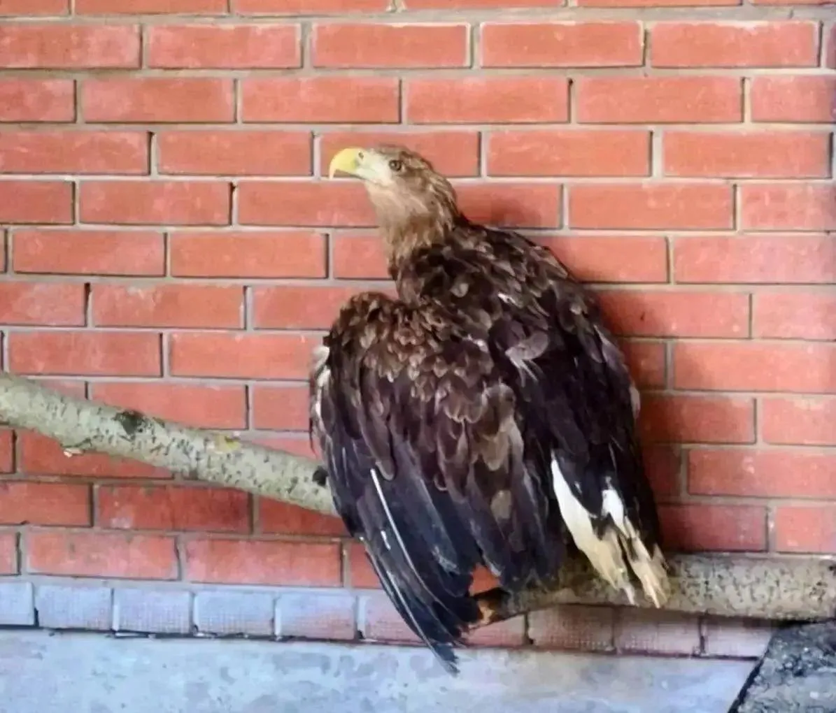 🦅Пермский краснокнижный орлан-белохвост поселился в зоопарке Удмуртии.