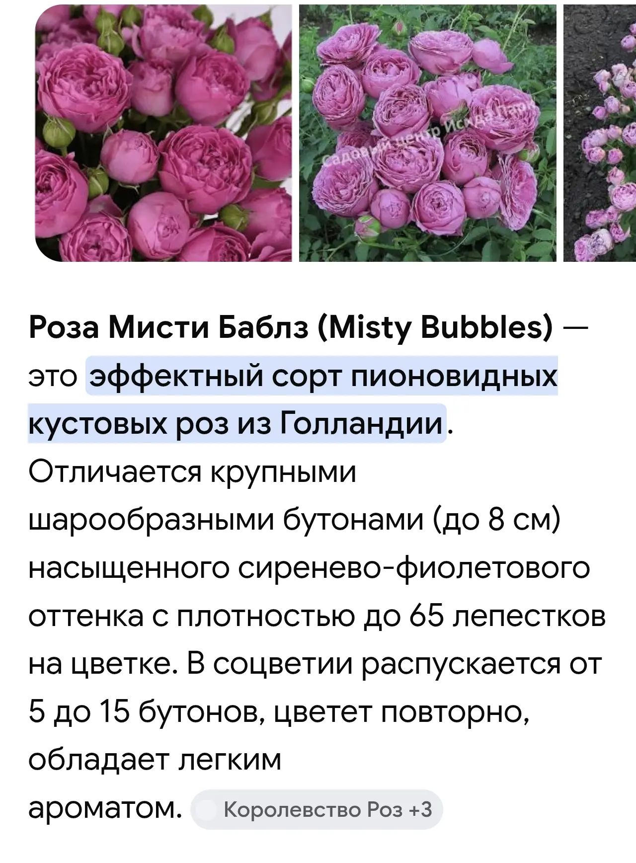 В наличии! 
Роза флорибунда Мисти Бабблс
ЗКС Цена 700 руб