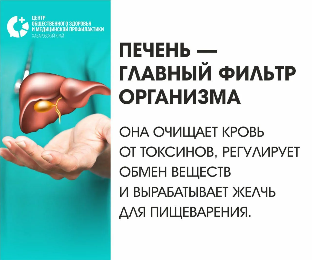 Печень — наш главный фильтр