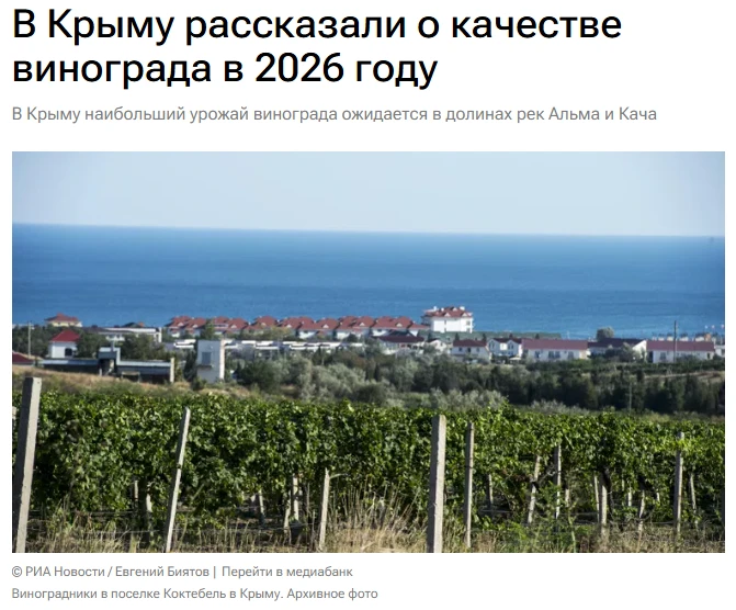 Качество винограда урожая 2026 года будет различным в зависимости от зоны произрастания...