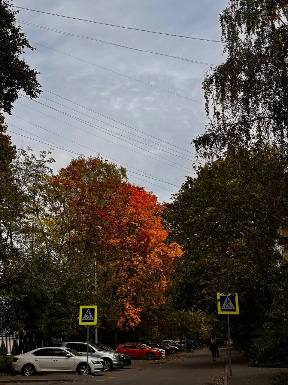 🍂 Как понять, что осень вступила в свои права? Достаточно лишь поднять голову