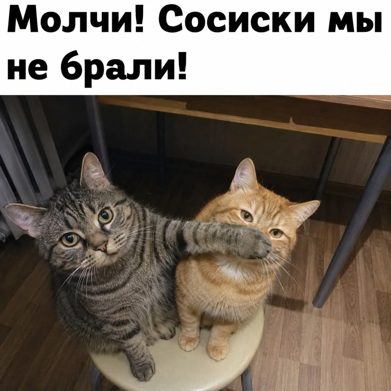 Сиводняшнее заседание во Всемирном кошичкином зуми посвящается дрессировке никчемни. Вс...