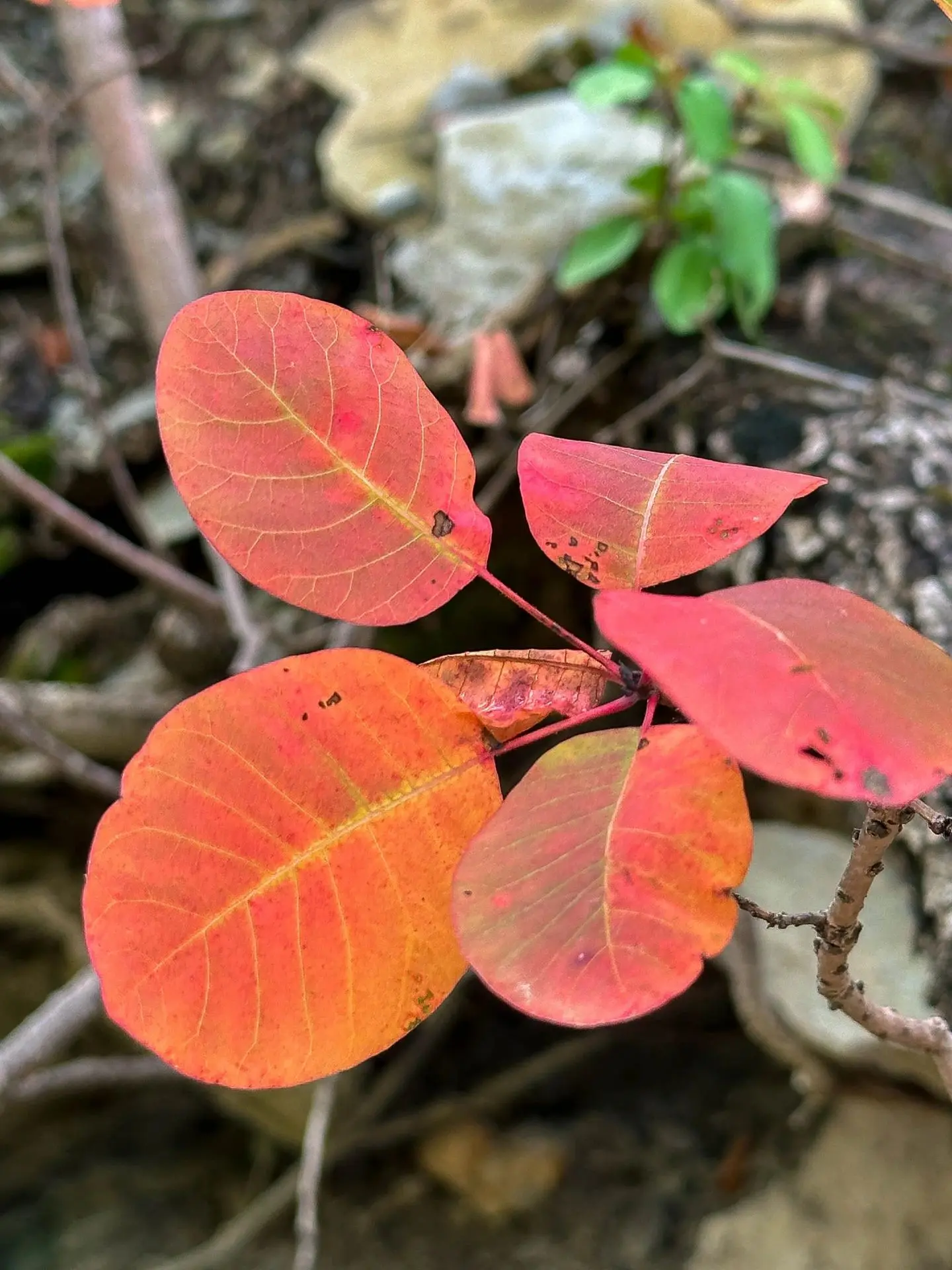 🐢🍁 «Тропой черепахи» — несложный и очень красивый маршрут заповедника «Утриш»