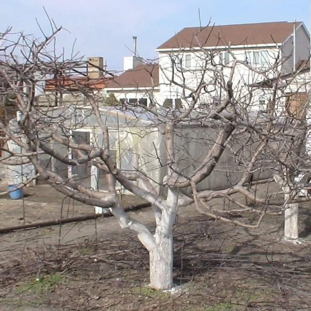 🌳 Омолаживающая обрезка старой яблони весной

Ваш сад давно не радовал урожаем? 🤔 Рассказываем, ка