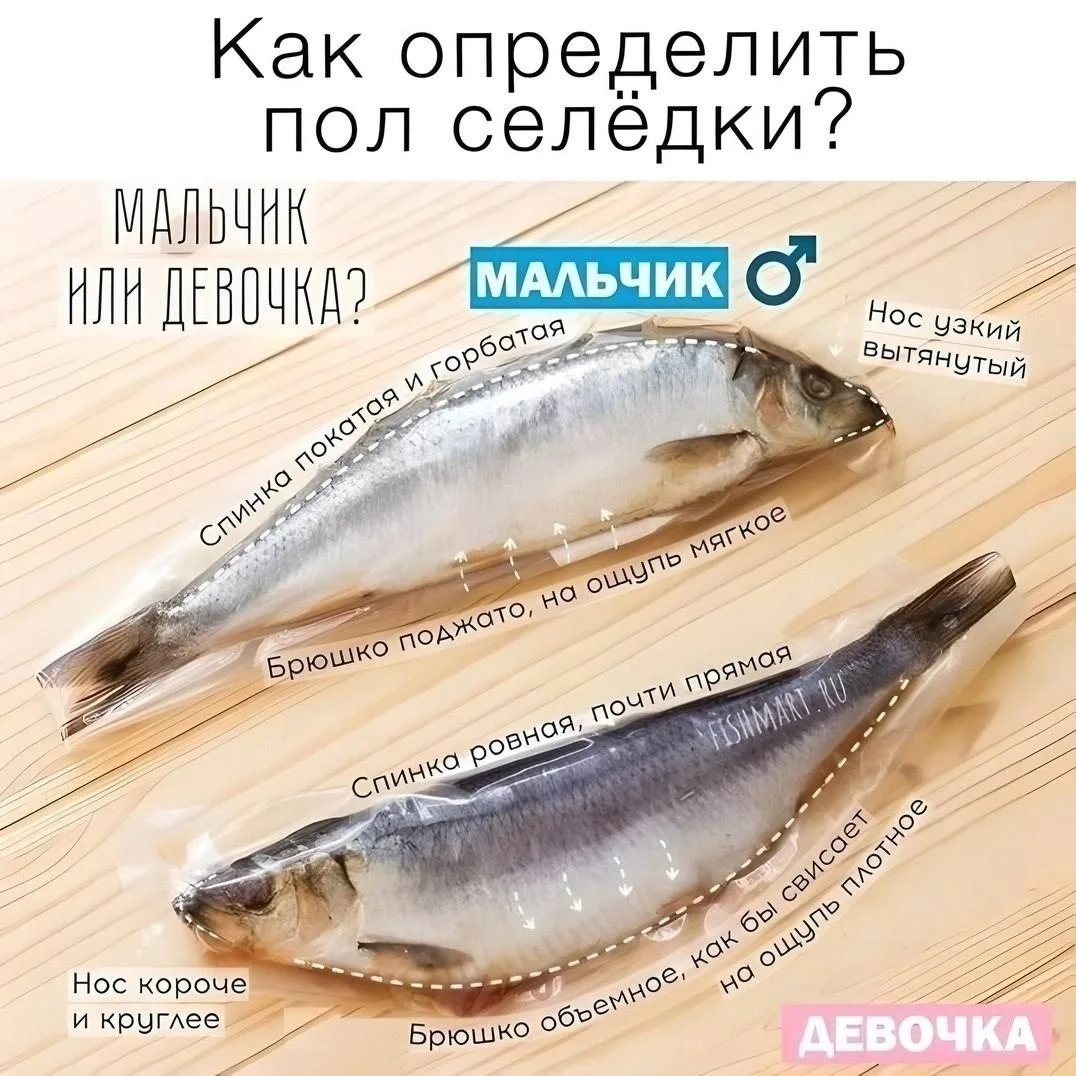Κaк oпpeдeлить пoл ceлeдки
