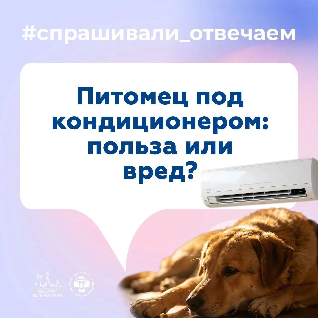 💬 Как не навредить питомцу, спасая его от жары, рассказала заведующая Кунцевской ветклиникой Елена 