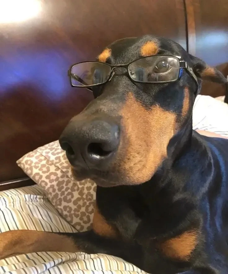 Аватарки с доберманом🐶
