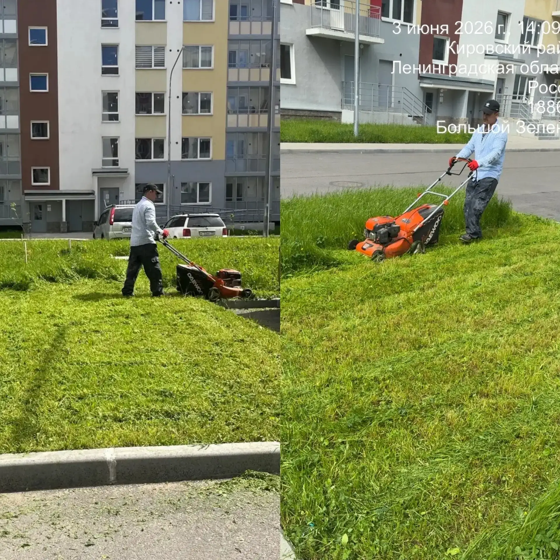 Друзья, продолжаем битву за идеальный газон!