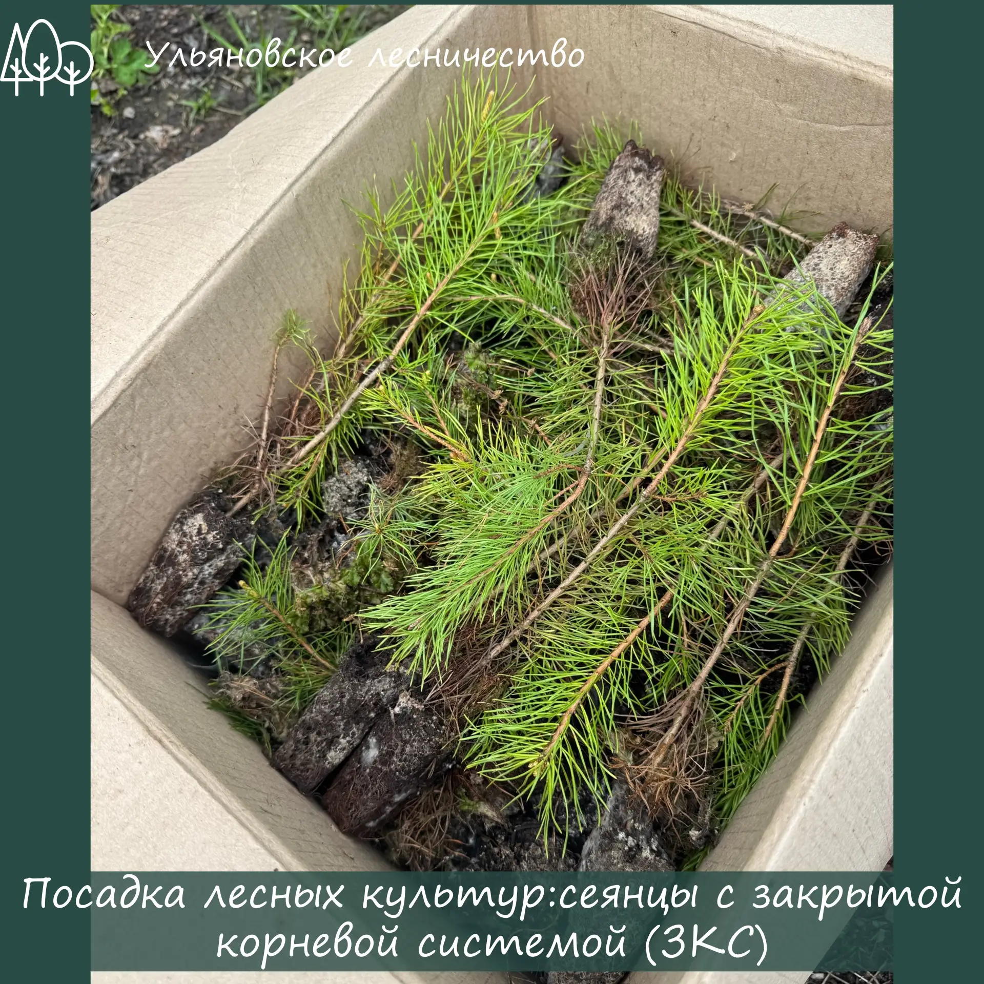 🌿 Посадка лесных культур: сеянцы с закрытой корневой системой (ЗКС) 🌿