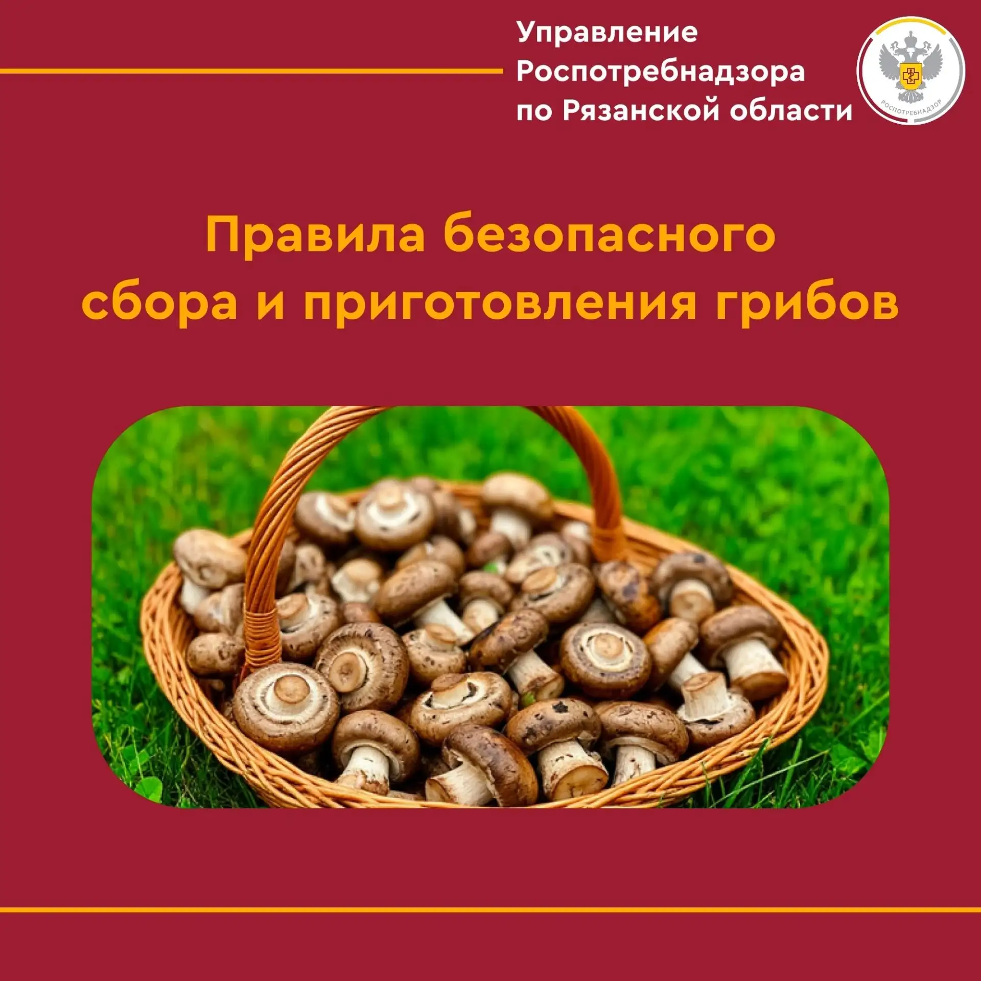 🍄 Охота на грибы: безопасность превыше всего!