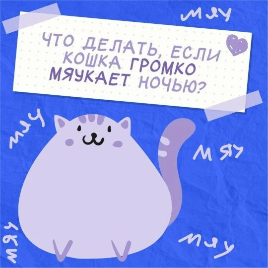 🐈Голос – основной инструмент общения кошек. Если питомец постоянно мяукает и не находит себе места,