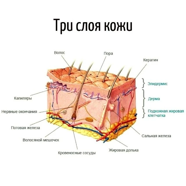 Ваша кожа — это доспехи, которые вы сами разрушаете 🛡️

Знаете ли вы, что кожа - это самый большой 