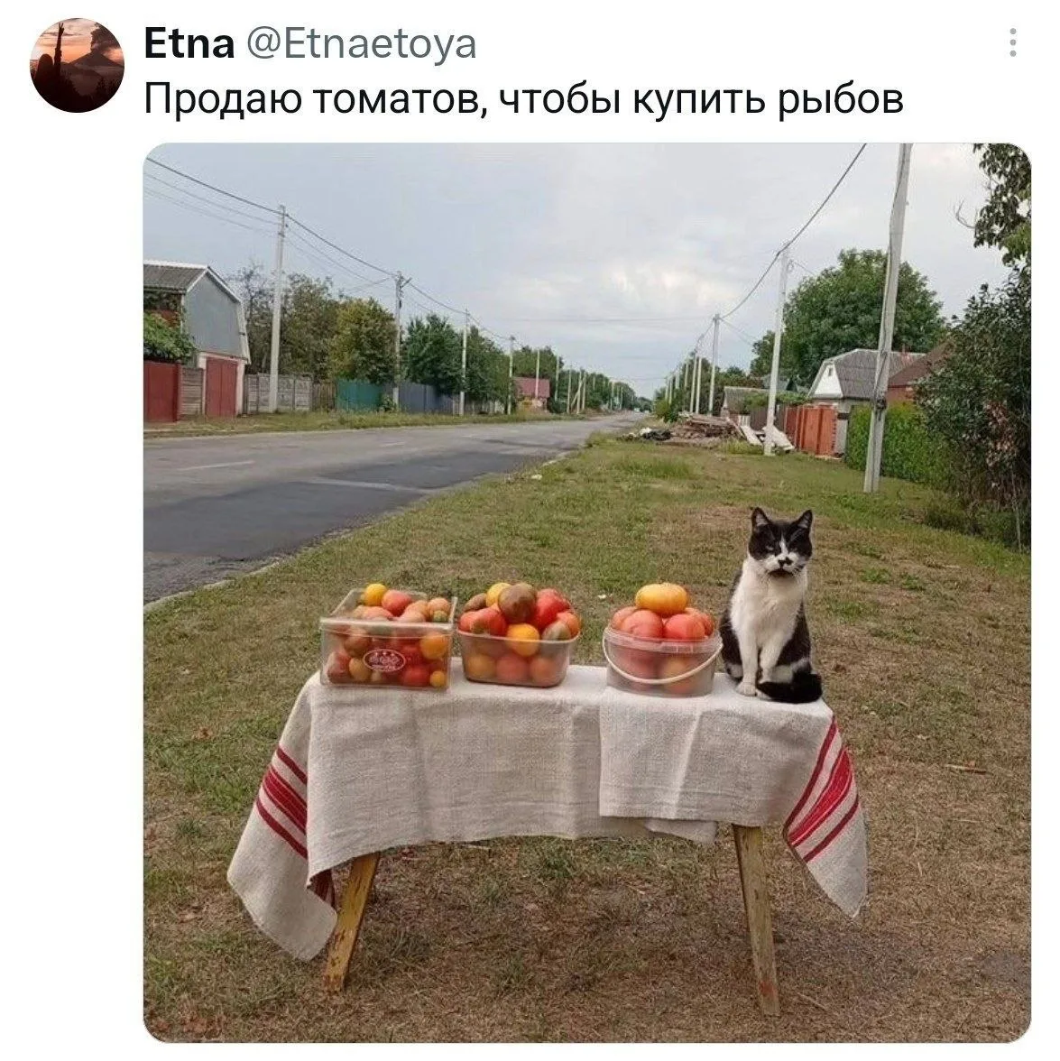 Коту с такими усами явно кепки-аэродрома не хватает