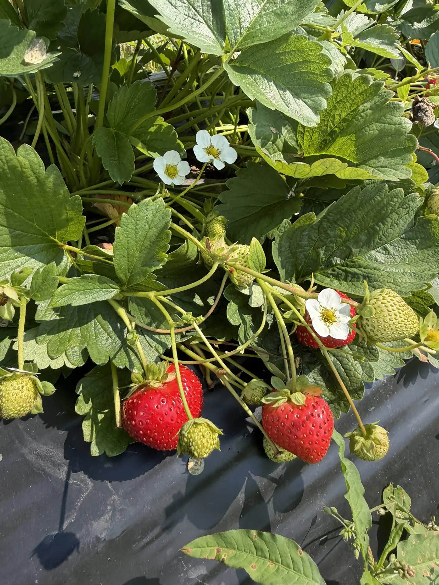 Друзья, будем собирать 🍓2 дня подряд!