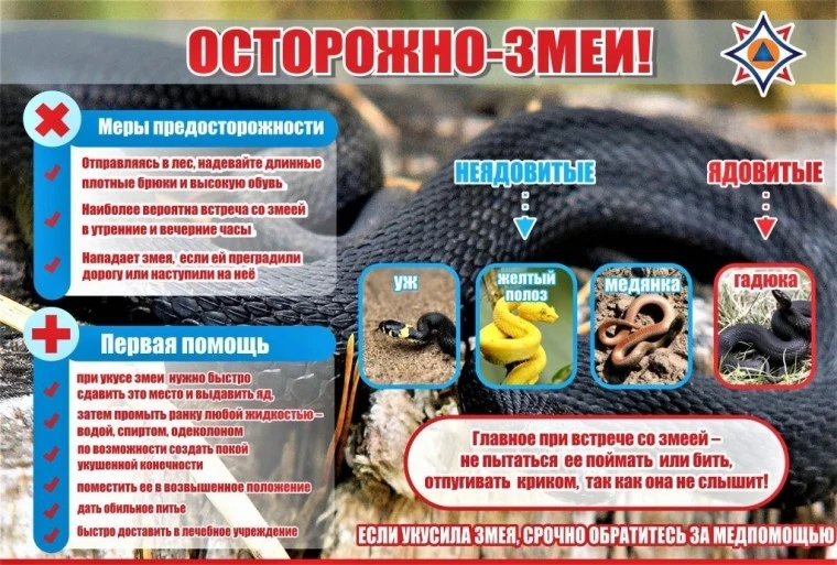 ⚠️ Осторожно: змеи! ⚠️