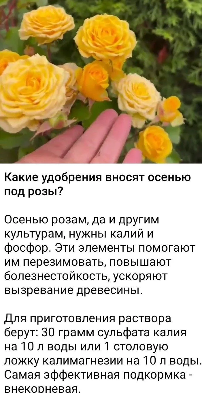 Какие удобрения вносят осенью под розы? 🌹✨