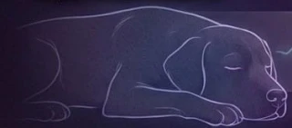 Сон вашей собаки — это не просто отдых — это еда для мозга