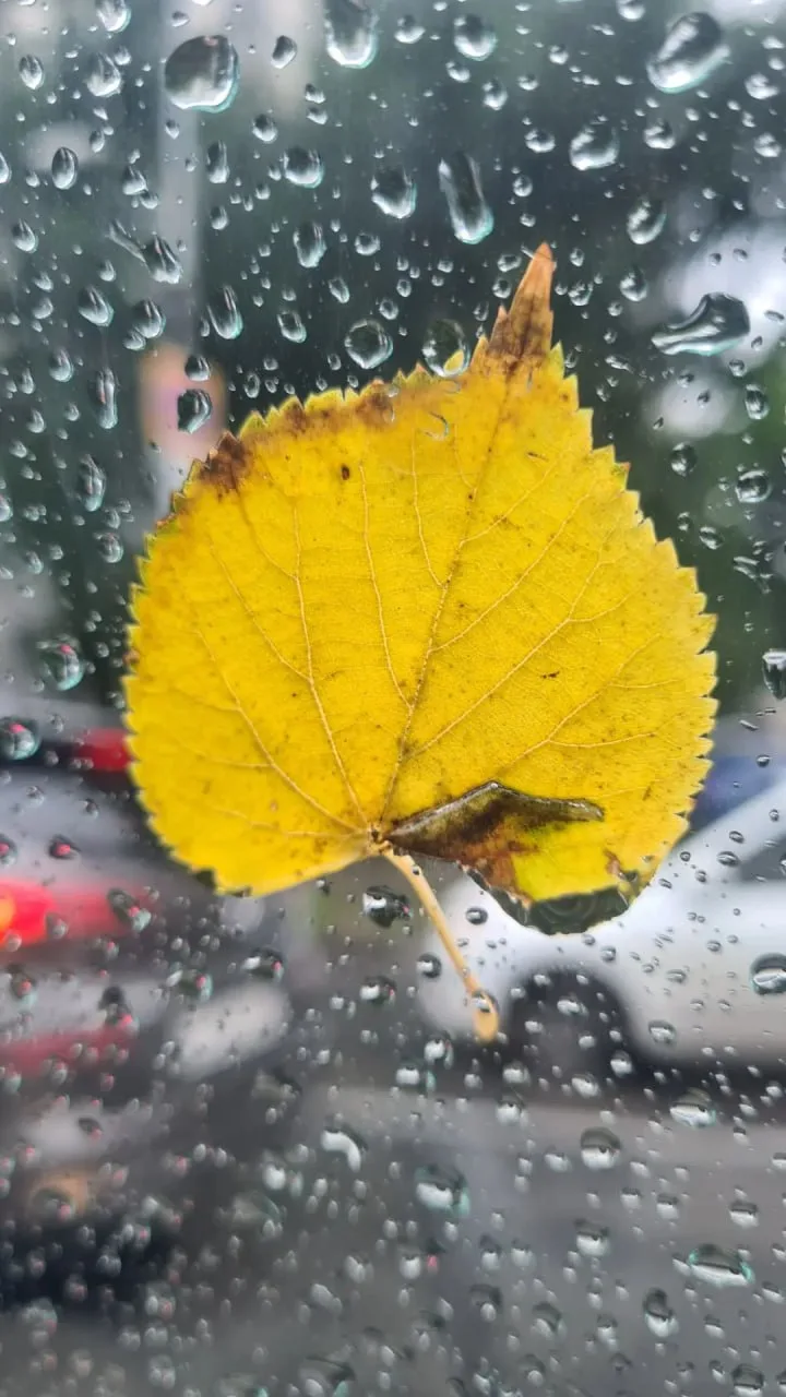 🍁 Доброе утро, друзья!