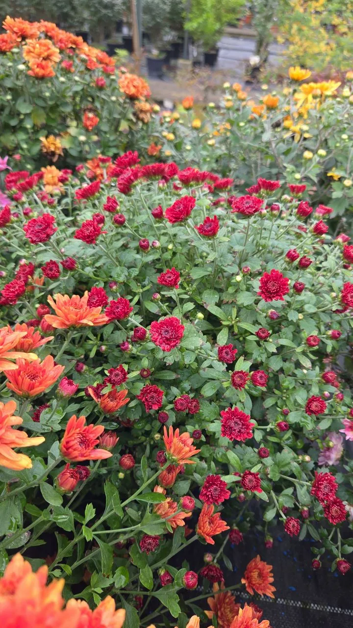 🌼 ХРИЗАНТЕМА MULTIFLORA MIX 🌼