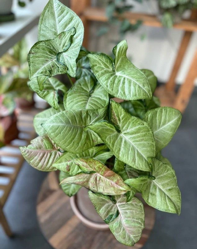 🌱 Сингониум ушковатый (Syngonium auritum)

В отличие от обычного сингониума, у этого вида листья ст