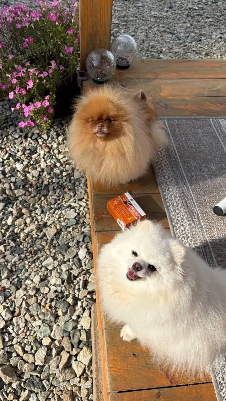 Начинаем последнюю неделю лета, уже готовы к осени? 🐕