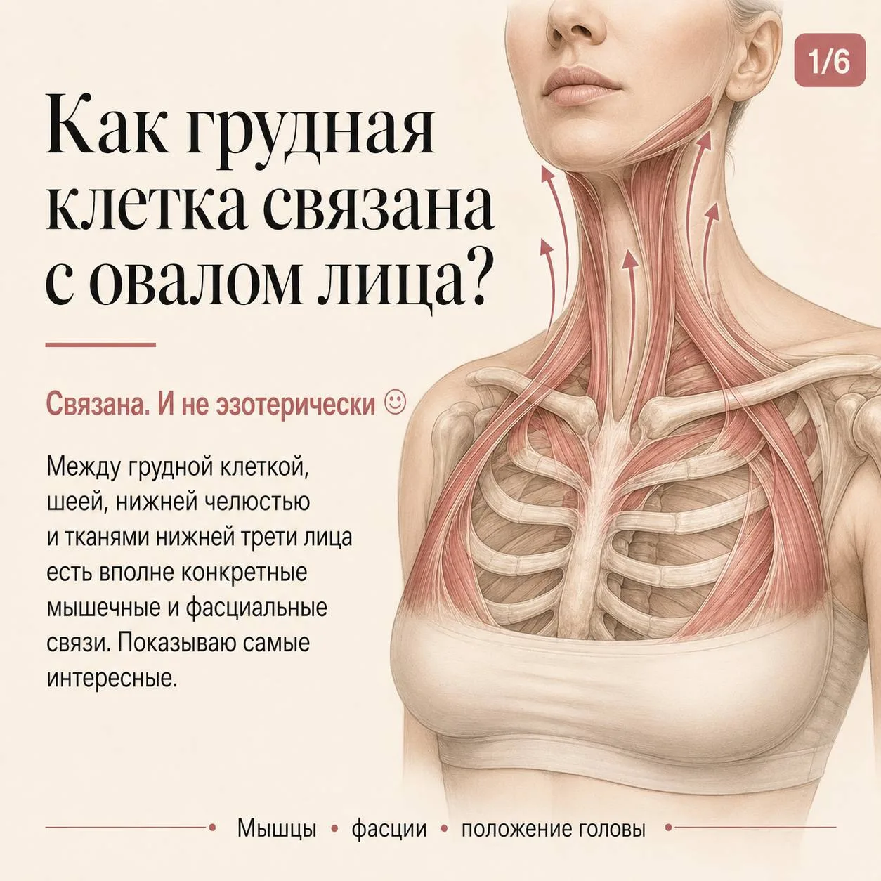 Не переоцениваю ли я влияние грудной клетки на лицо? В прошлом посте я вам показала нес...