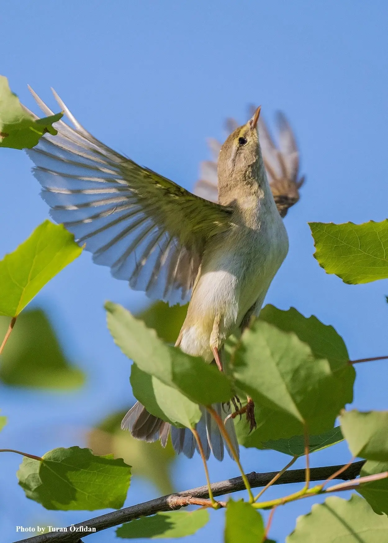 Пеночка-весничка / Phylloscopus trochilus