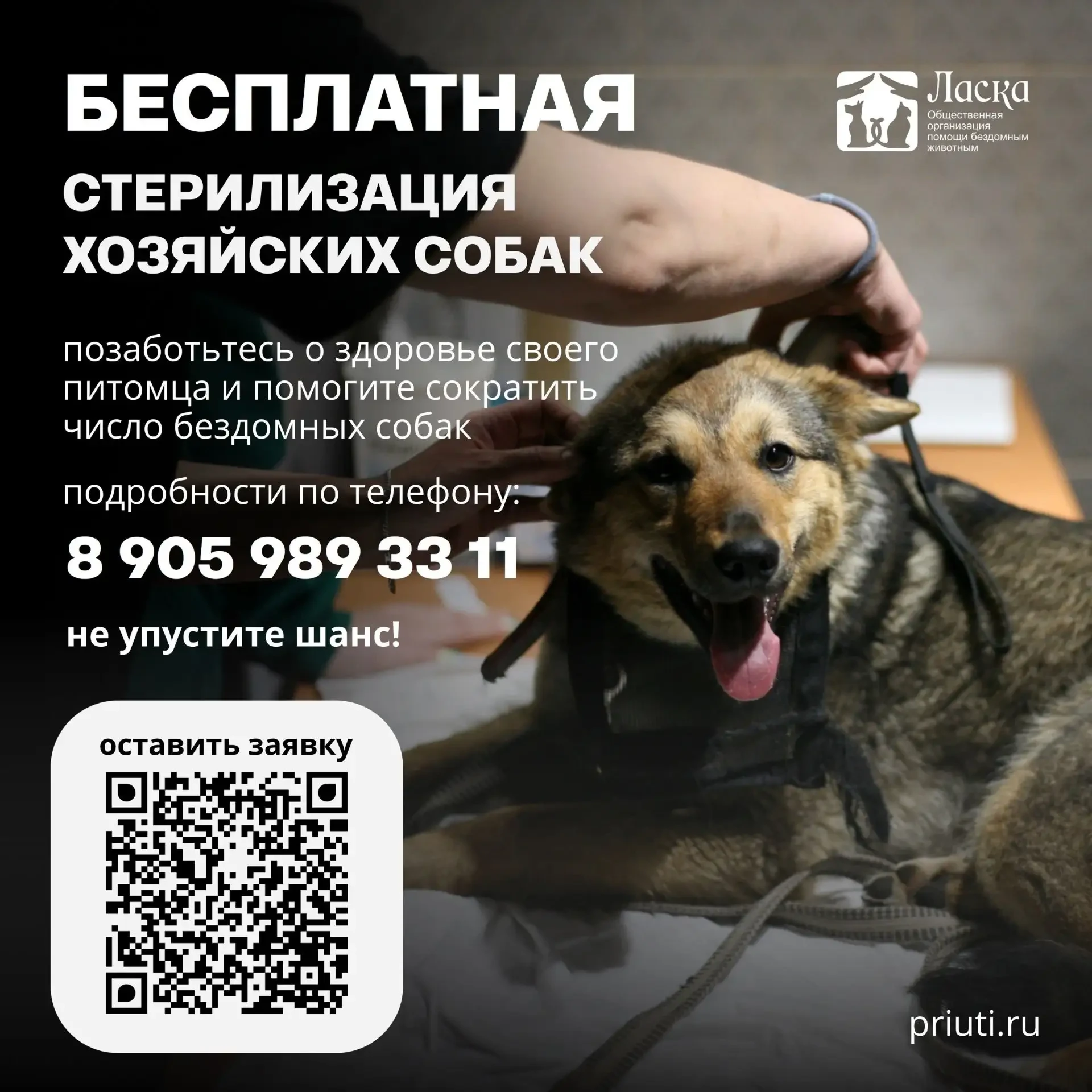 🐾 Бесплатная стерилизация и чипирование собак доступны в Барнауле