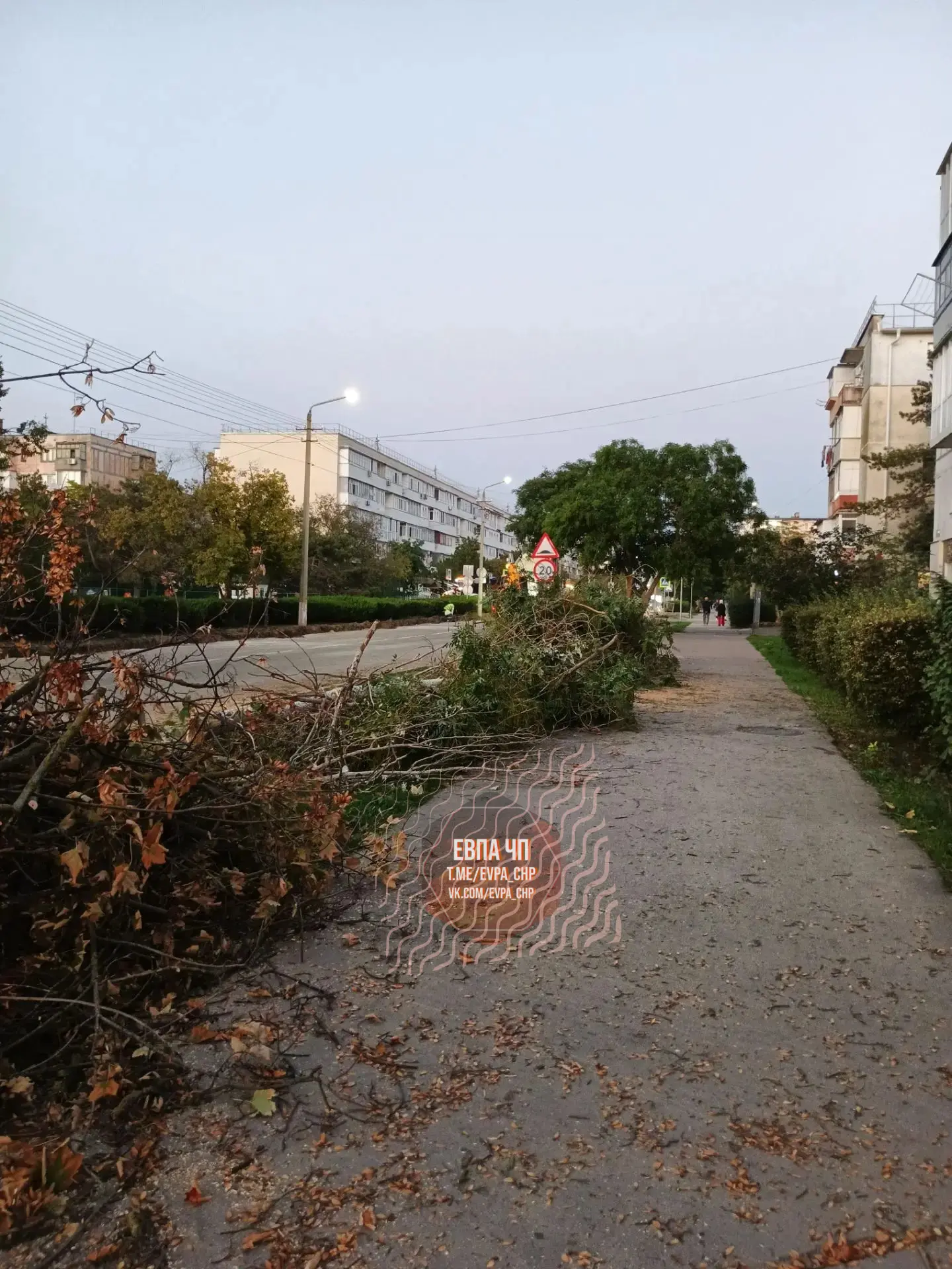 Опять у нас пилят деревья направо и налево. На Некрасова у детской поликлиники решили, ...