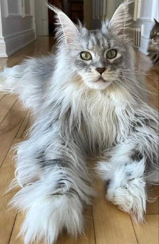 🐈‍⬛ Фестиваль гигантских кошек породы мейн-кун проходит 13-14 июня в Лофт проекте Этажи 

💰400₽, д