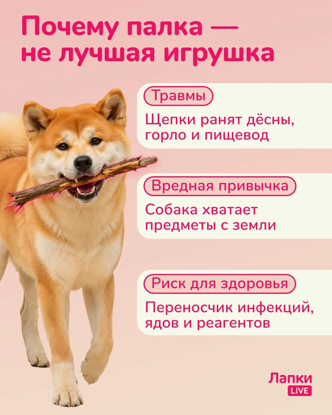 ❌ Никогда не делайте так на прогулке с собакой!