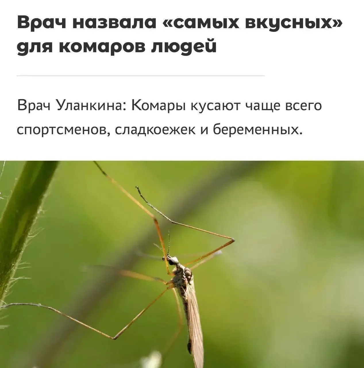Сладкоежки были признаны ходячей мишенью для комаров — об этом предупреждают врачи.

Со слов специал