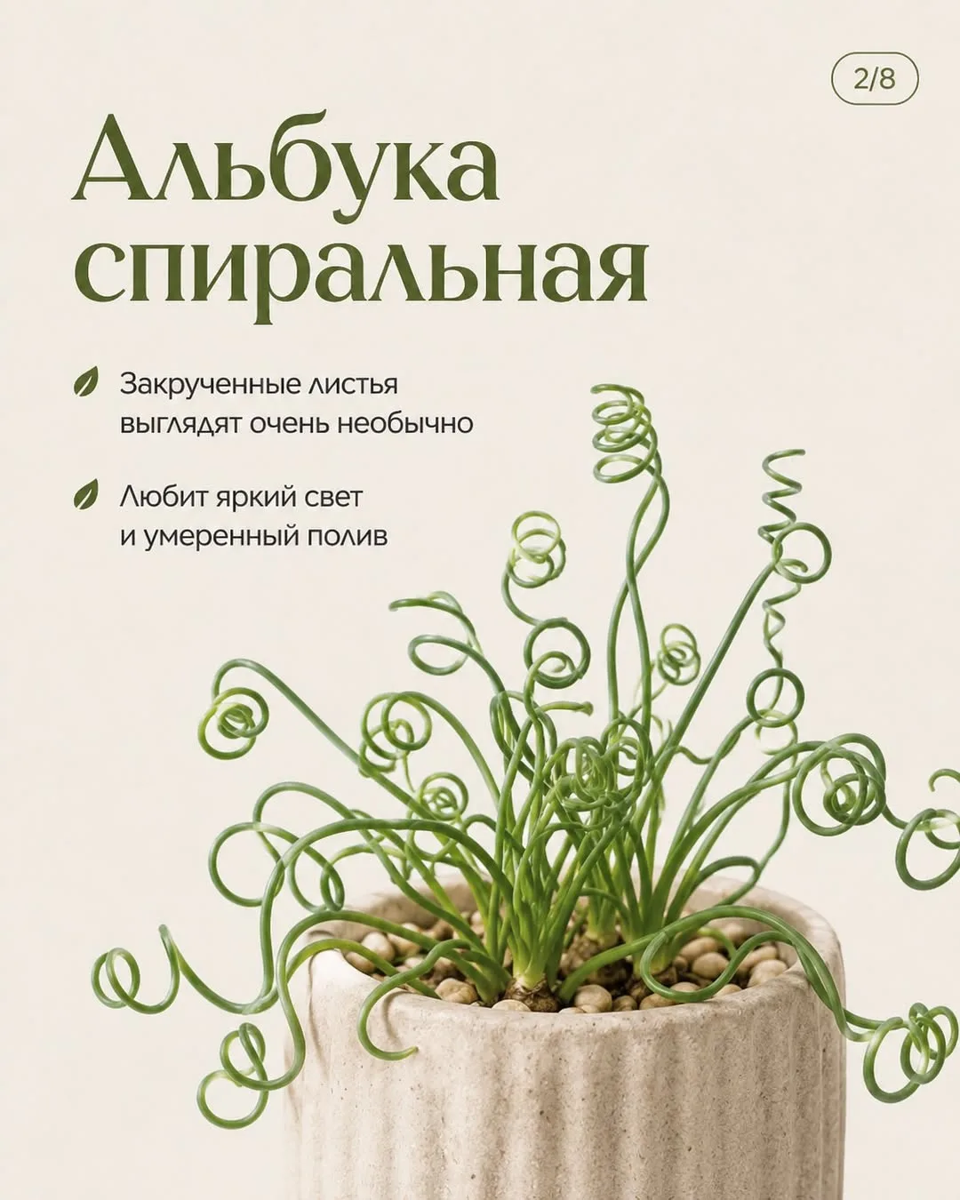 ❤️‍🔥Забудьте про банальные фикусы! 6 необычных растений для стильного интерьера.