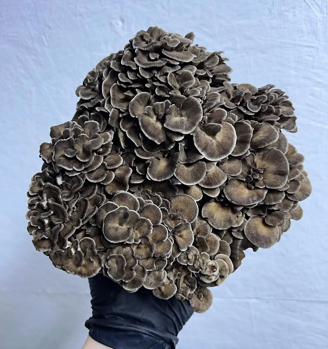 🍄 Майтаке: 5 фактов, о которых молчат грибники
