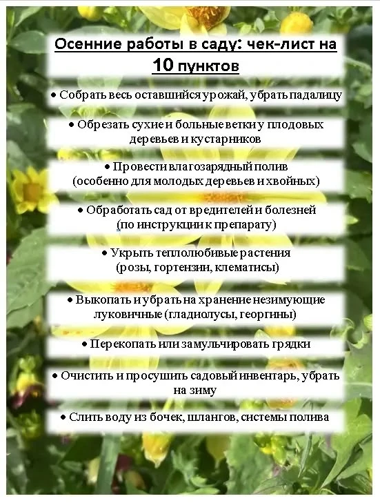 Осенние работы в саду: чек-лист на 10 пунктов 📋🍂